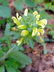 Pedicularis canadensis